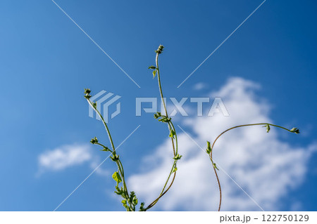 真夏の空へ伸びる朝顔の蔓 真夏の空へ伸びる朝顔の蔓 122750129