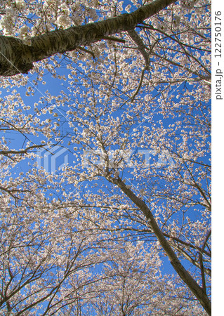 桜 122750176