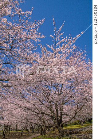 桜 122750184