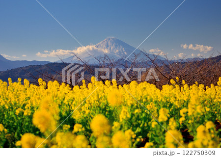 関東・吾妻山公園・富士見百景の一つ、菜の花と富士山・神奈川県二宮町(2) 関東・吾妻山公園・富士見百景の一つ、菜の花と富士山・神奈川県二宮町(2) 122750309