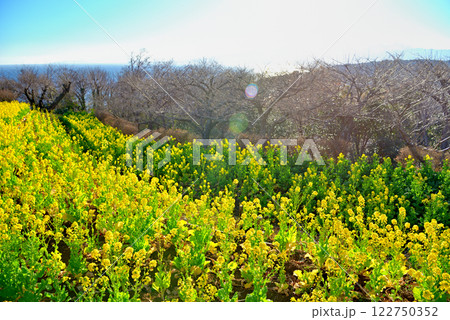 関東・吾妻山公園・春の光のイメージ、輝く海と菜の花畑・神奈川県二宮町(1) 関東・吾妻山公園・春の光のイメージ、輝く海と菜の花畑・神奈川県二宮町(1) 122750352