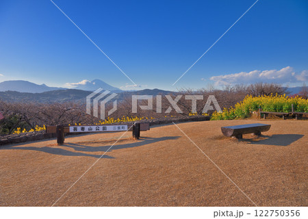 関東・吾妻山公園・夕方の公園、富士見百景からの眺め、菜の花と富士山・神奈川県二宮町(2) 関東・吾妻山公園・夕方の公園、富士見百景からの眺め、菜の花と富士山・神奈川県二宮町(2) 122750356