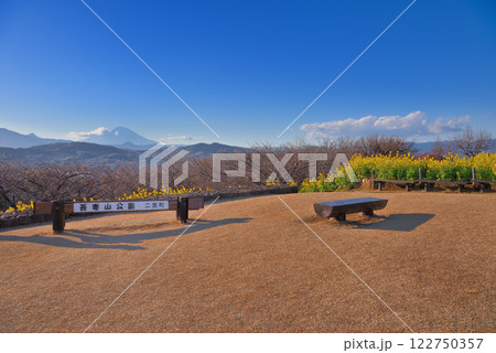 関東・吾妻山公園・夕方の公園、富士見百景からの眺め、菜の花と富士山・神奈川県二宮町(3) 関東・吾妻山公園・夕方の公園、富士見百景からの眺め、菜の花と富士山・神奈川県二宮町(3) 122750357