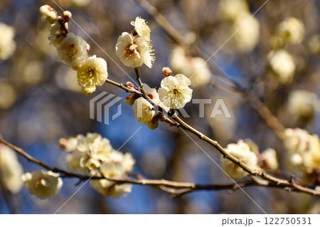 早春の青空に映える白梅 早春の青空に映える白梅 122750531