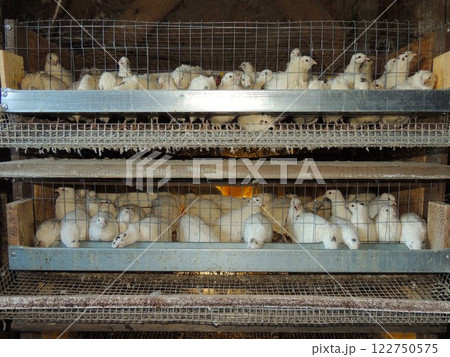 multi-tiered cage with domestic white quails with small lighting and metal feeders, cage keeping and feeding of farm birds, two tiers of quail cage with birds in a barn 122750575