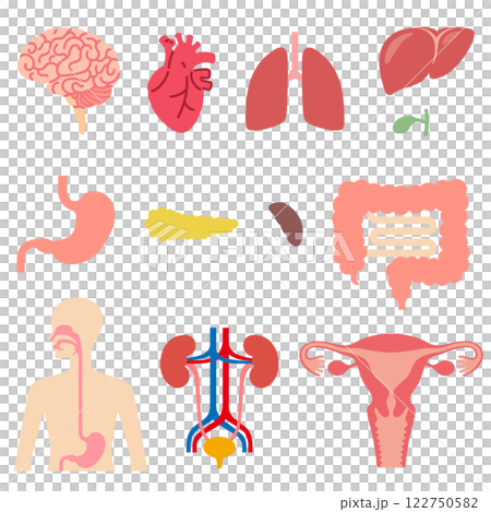 Human organs set Human organs set 122750582