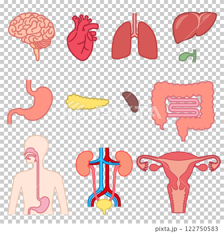 Human organs set 122750583