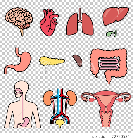 Human organs set 122750584