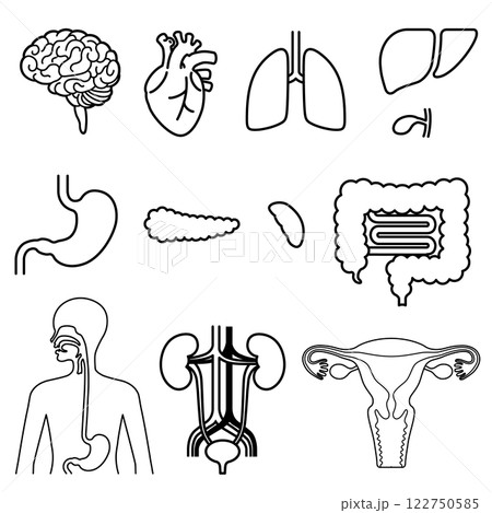 人間の臓器セット 122750585