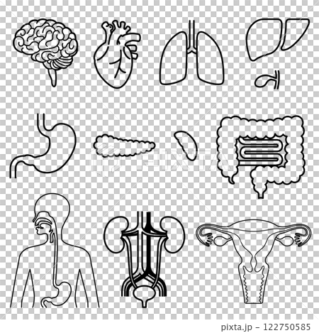 Human organs set 122750585