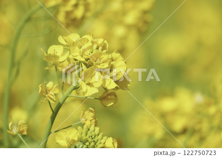 春、黄色い菜の花 春、黄色い菜の花 122750723
