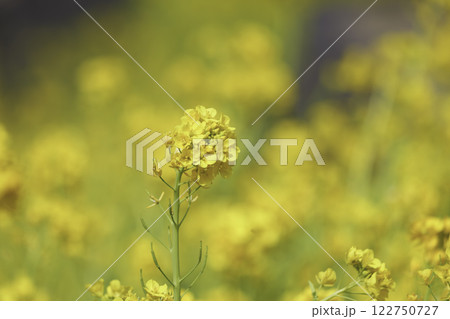 春、黄色い菜の花 122750727
