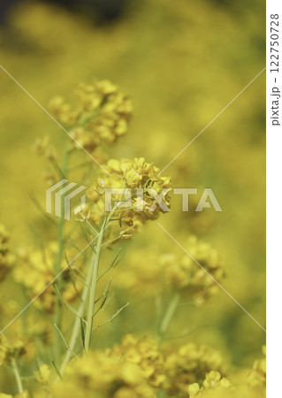 春、黄色い菜の花 春、黄色い菜の花 122750728