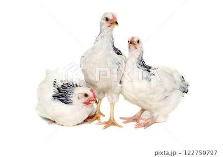 Chickens on white background Chickens on white background 122750797