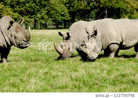 Group of rhino Group of rhino 122750798
