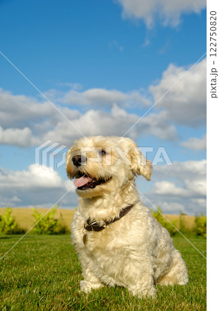 Happy Bichon Havanais dog Happy Bichon Havanais dog 122750820