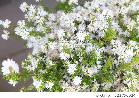 オージースノーブッシュ 122750924