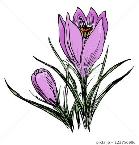 Colorful Painted Crocus Flower 122750986