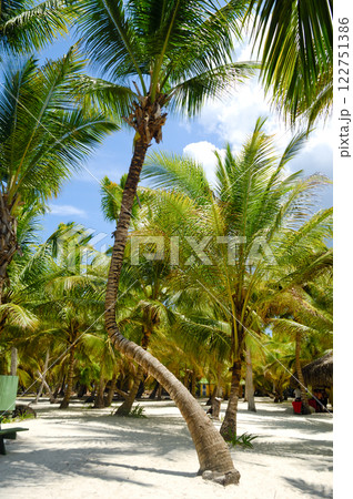 Palms at Saona Island 122751386