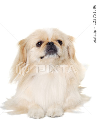 Pekingese dog isolated on a white background 122751396