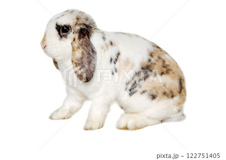 Rabbit isolated on white background Rabbit isolated on white background 122751405