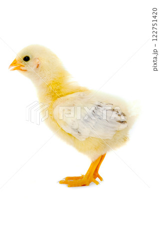 Chicken baby 122751420