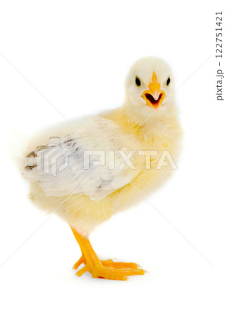 Chicken baby 122751421