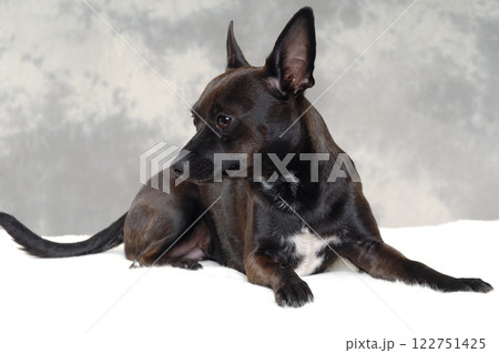 Black puppy dog Black puppy dog 122751425