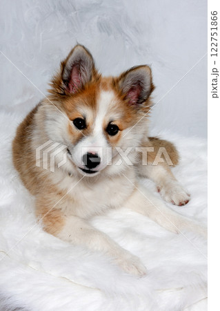 Resting Norwegian lundhund dog Resting Norwegian lundhund dog 122751866