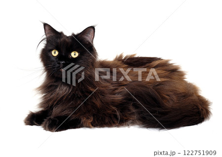 Black cat isolated on a white background Black cat isolated on a white background 122751909