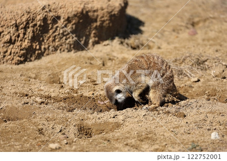 穴を掘るミーアキャット 122752001