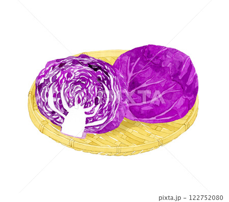 竹ざるに乗った赤キャベツ（紫キャベツ） フレッシュな野菜の手描き