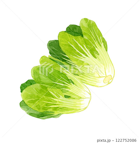 チンゲン菜　フレッシュな野菜の手描き水彩イラスト素材 122752086