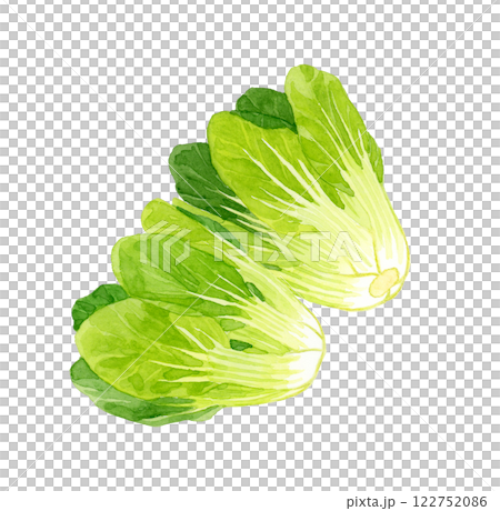 チンゲン菜　フレッシュな野菜の手描き水彩イラスト素材 122752086