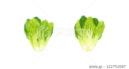 チンゲン菜　フレッシュな野菜の手描き水彩イラスト素材 122752087
