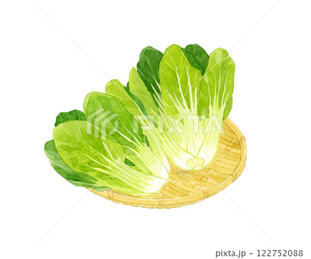 竹ざるに乗ったチンゲン菜　フレッシュな野菜の手描き水彩イラスト素材 122752088