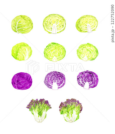 キャベツとレタスのセット フレッシュな野菜の手描き水彩イラスト素材 キャベツとレタスのセット フレッシュな野菜の手描き水彩イラスト素材 122752090