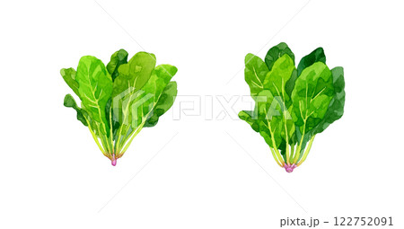 ホウレンソウ　フレッシュな野菜の手描き水彩イラスト素材 122752091