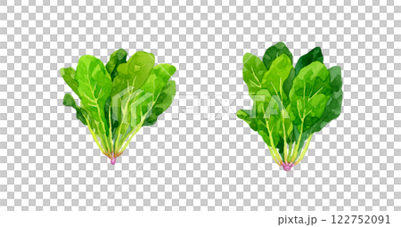ホウレンソウ　フレッシュな野菜の手描き水彩イラスト素材 122752091