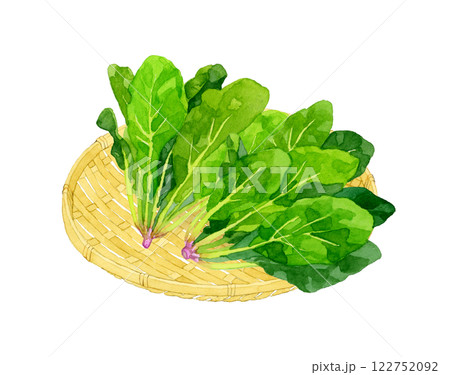 竹ざるに乗ったホウレンソウ　フレッシュな野菜の手描き水彩イラスト素材 122752092
