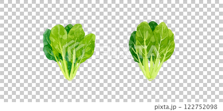 Komatsuna - Fresh vegetable hand-drawn watercolor illustration Komatsuna - Fresh vegetable hand-drawn watercolor illustration 122752098