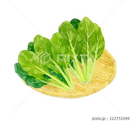 竹ざるに乗った小松菜　フレッシュな野菜の手描き水彩イラスト素材 122752099