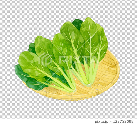 竹ざるに乗った小松菜　フレッシュな野菜の手描き水彩イラスト素材 122752099