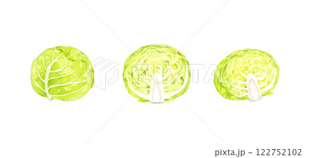 キャベツのセット　フレッシュな野菜の手描き水彩イラスト素材 122752102