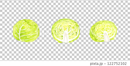 キャベツのセット　フレッシュな野菜の手描き水彩イラスト素材 122752102