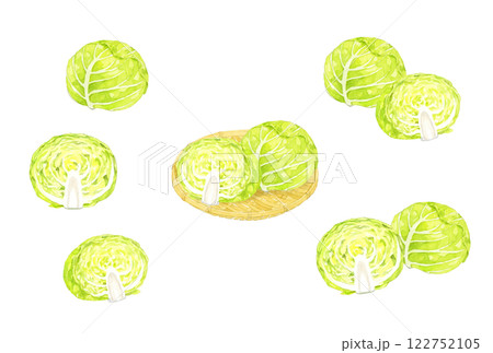 キャベツのセット　フレッシュな野菜の手描き水彩イラスト素材 122752105