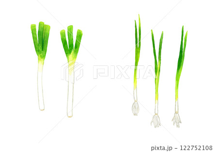 ねぎのセット（長ねぎ、万能ねぎ）　フレッシュな野菜の手描き水彩イラスト素材 122752108