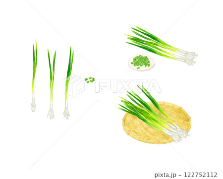 万能ねぎ（小ねぎ・細ねぎ）のセット　フレッシュな野菜の手描き水彩イラスト素材 122752112