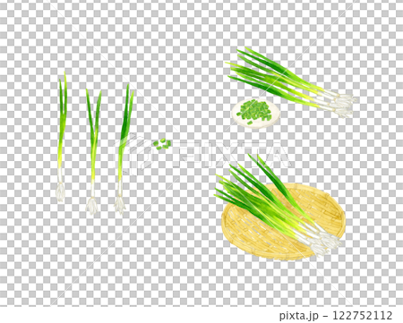 万能ねぎ（小ねぎ・細ねぎ）のセット　フレッシュな野菜の手描き水彩イラスト素材 122752112