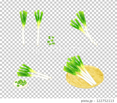 長ねぎのセット フレッシュな野菜の手描き水彩イラスト素材 長ねぎのセット フレッシュな野菜の手描き水彩イラスト素材 122752113